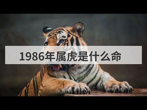 1986 虎 五行